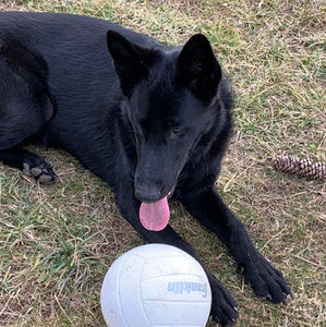 Meet your Posher, Sidney